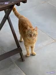 Chat roux à l'adoption en refuge