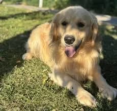 Chien golden retriever à l'adoption en refuge