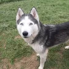 Chien husky à l'adoption en refuge