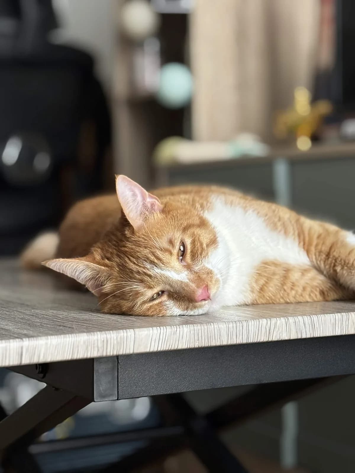 Ippo, un chat roux à l'air paisible