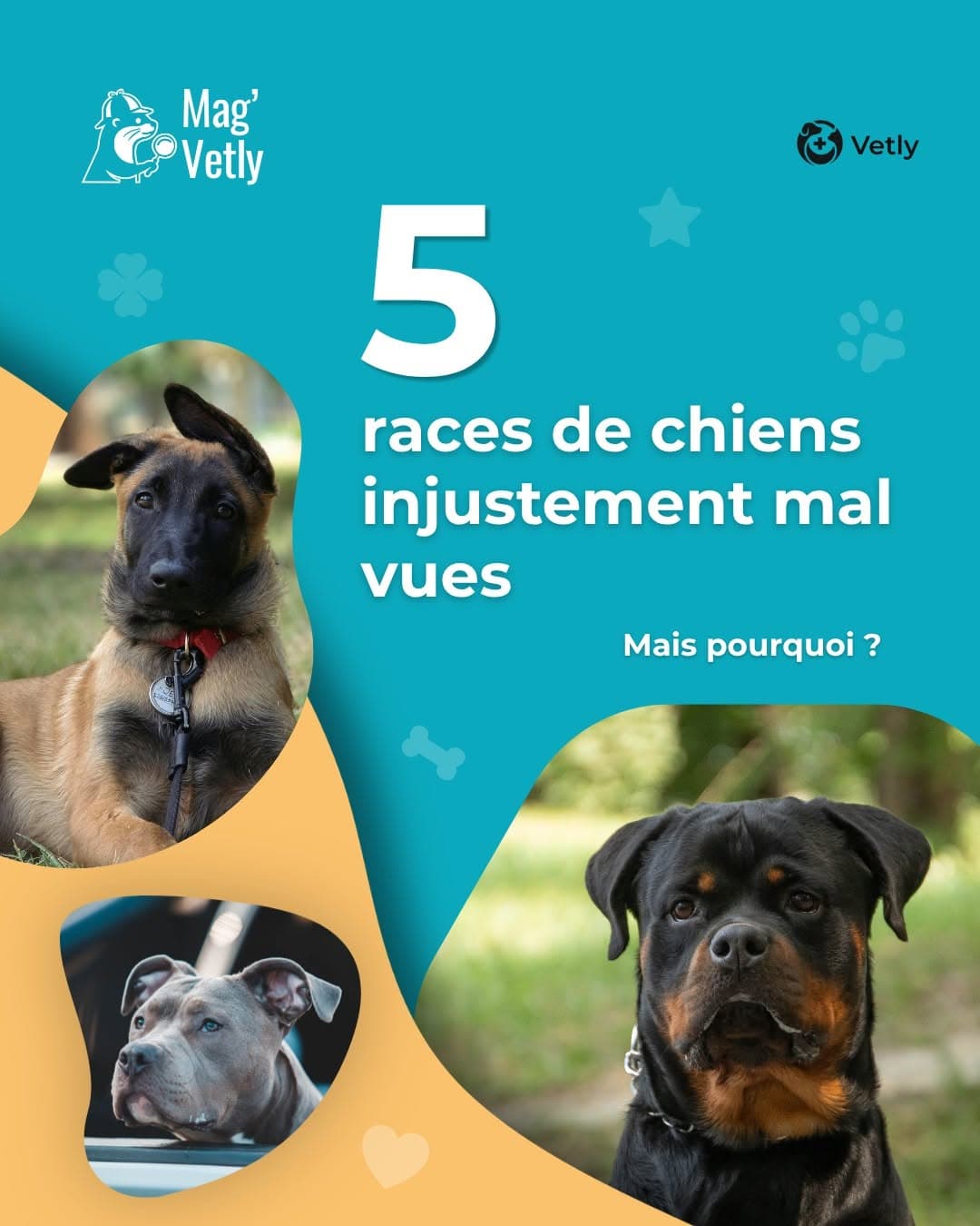 5 races de chiens injustement mal vues