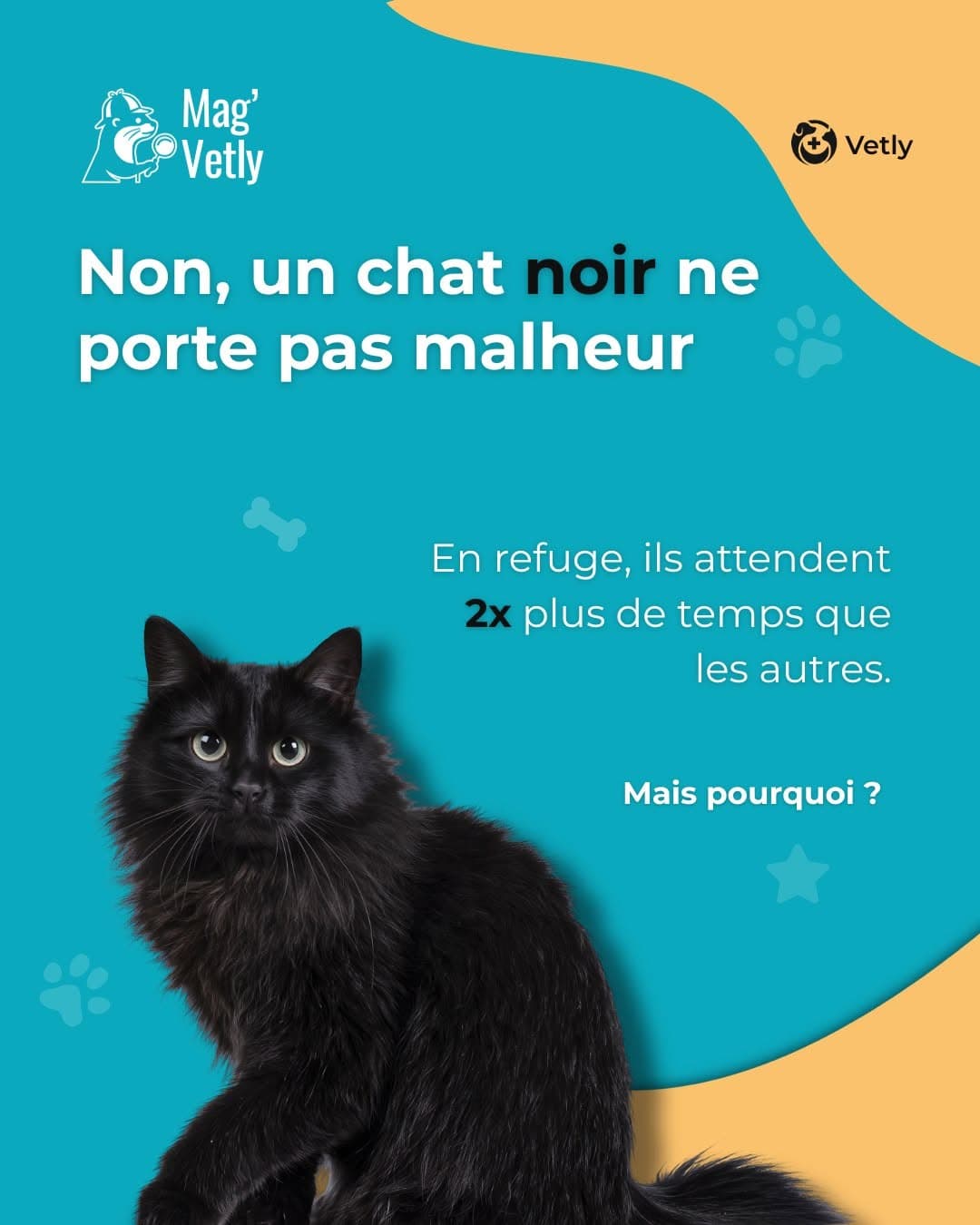 Non, un chat noir ne porte pas malheur