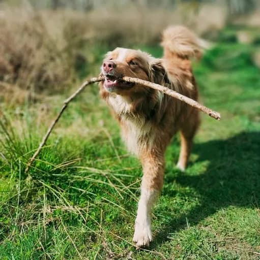 Association pour la Sauvegarde des Animaux