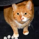Au Regroupement des Chats Perdus de Yerres *Refuge*