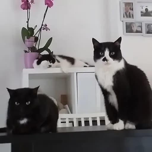 Aux Mennechats