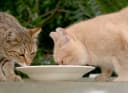 Protection des Chats de Malakoff