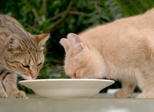 Protection des Chats de Malakoff