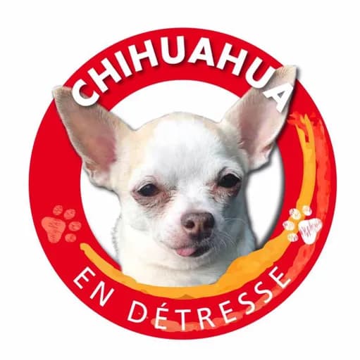 Chihuahua en détresse