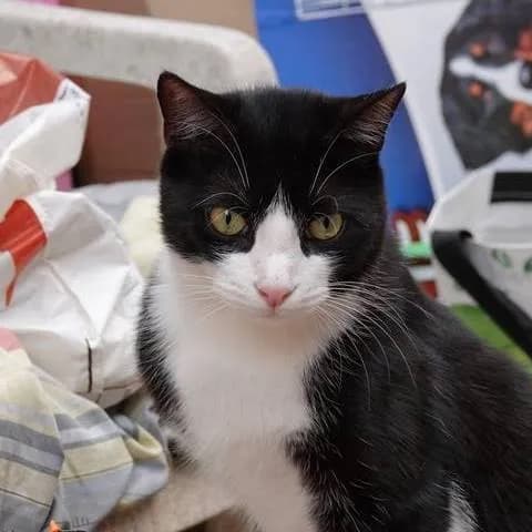 Au bonheur des chats