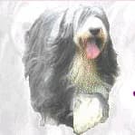 Solidarité Bearded
