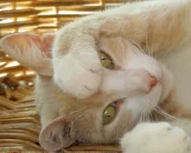 Les Chats De Limeil