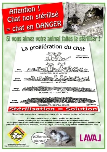 Les Restos du Chat
