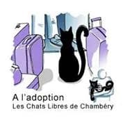 Les chats libres de chambery