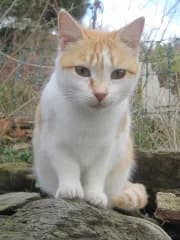 Les Amis des Chats de Port-Vendres