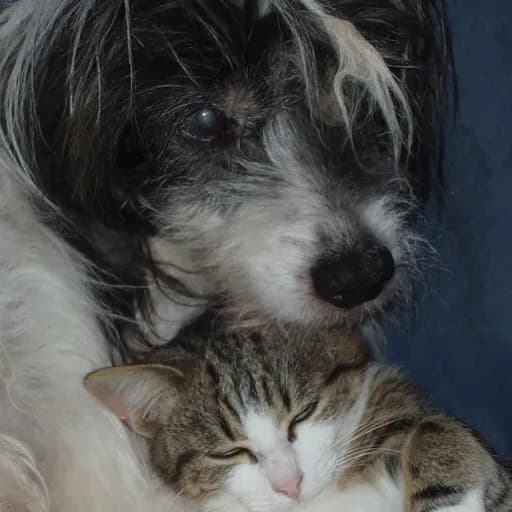 Protection Animale Berroise