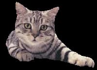 Chats en détresse