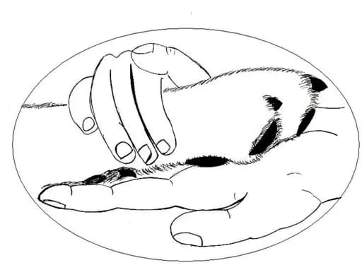 Pat'a Patte