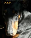 Protection Associative de Dobermann