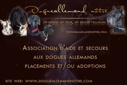Dogue Allemand Notre