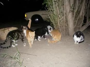 Le jardin des chats 66