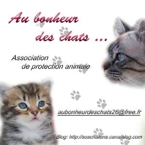 Au bonheur des chats