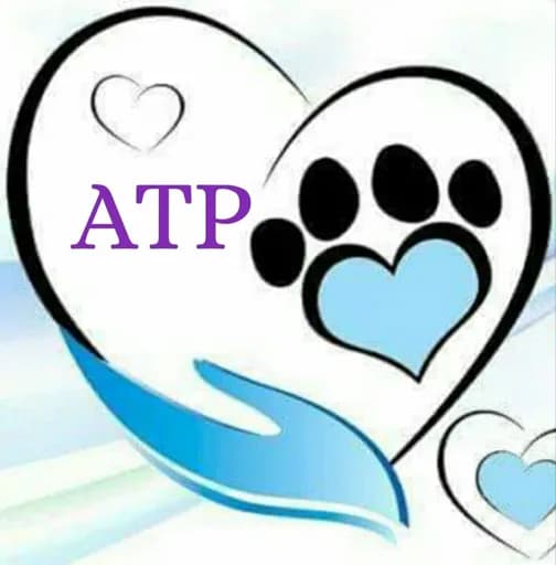 A Toutes Pattes