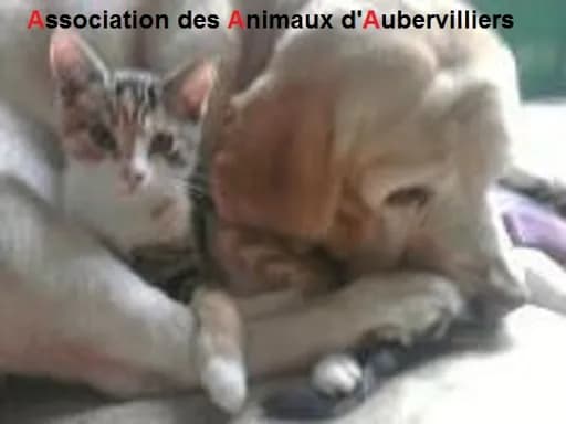 Association des Animaux d'Aubervilliers
