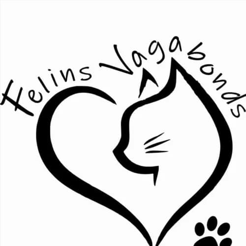 Felins Vagabonds
