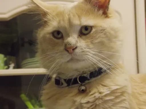 Garfield