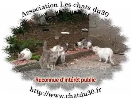Les chats du 30