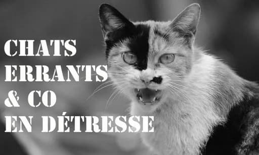 Chats errants & co en détresse