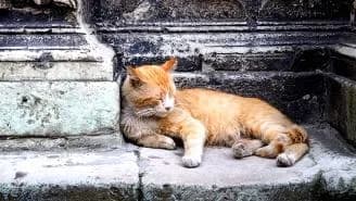 Protect Cat