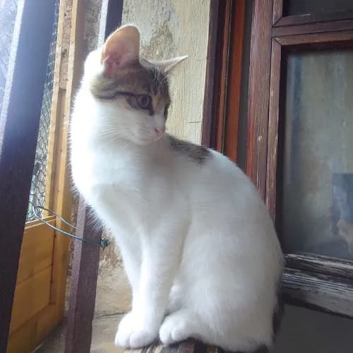 Chat'cun une place