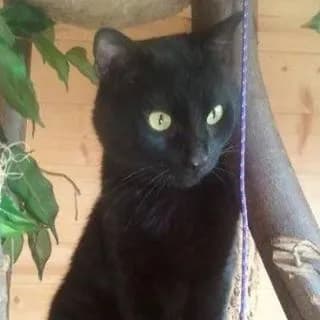 Adoptez Nous