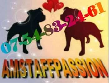 Amstaffpassion