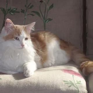 Caresses de chat 94