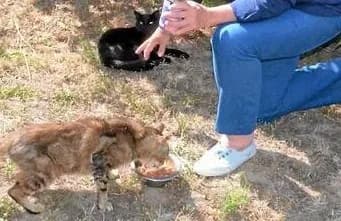 Chats Libres de Groix