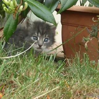 Animaux sans toit ni toi
