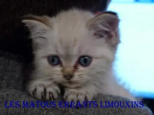 Les matous errants Limouxins