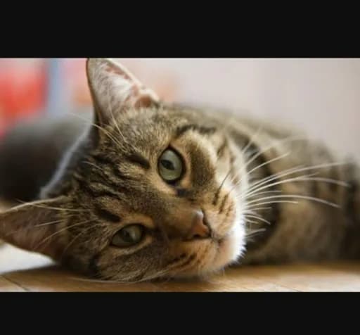 Baika Chats