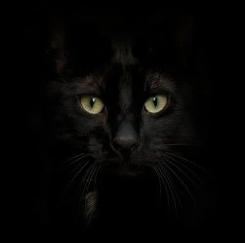 Les chats du Soleil