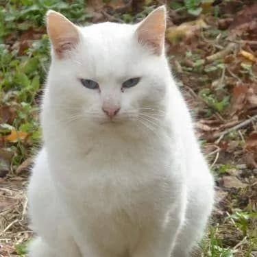 Les chats du 27/L'Arbrachats