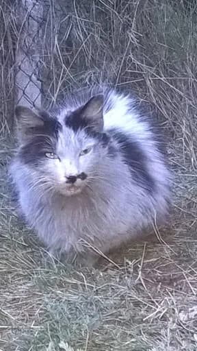 Les chats oubliés du carcassonnais