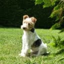 Terriers Sans Frontieres