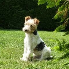 Terriers Sans Frontieres