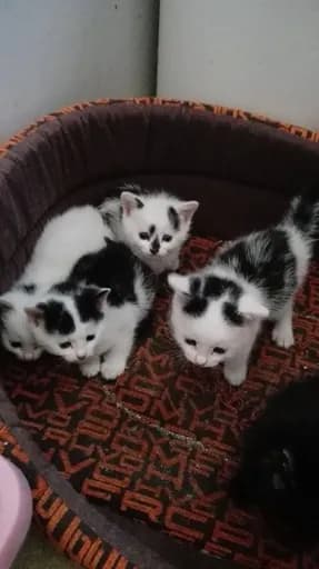 Miaou et ses amis
