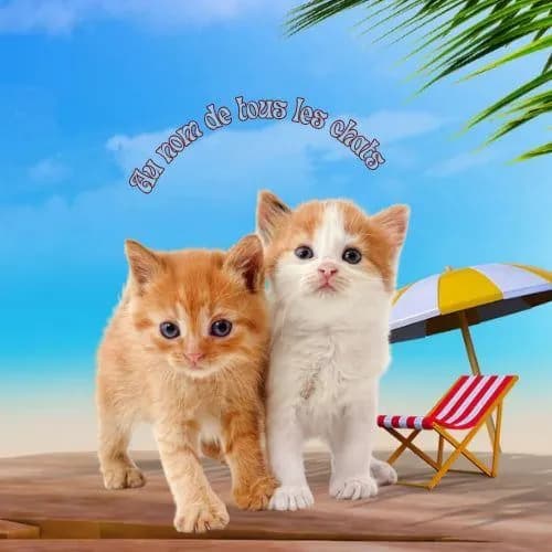 Au Nom de Tous les Chats