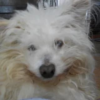 Adoption chiens âgés Jenaya