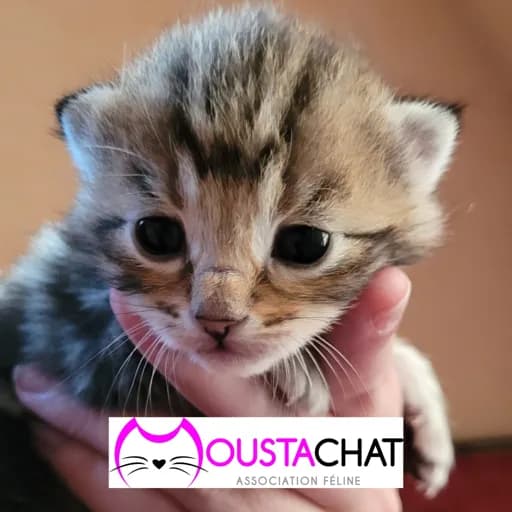 Moustachat