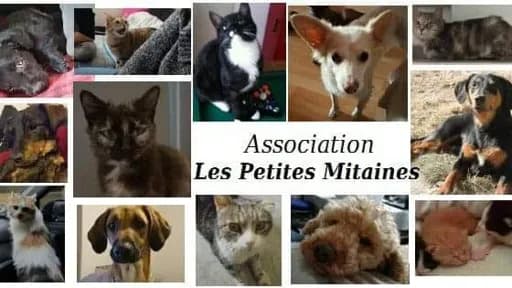 Les petites mitaines